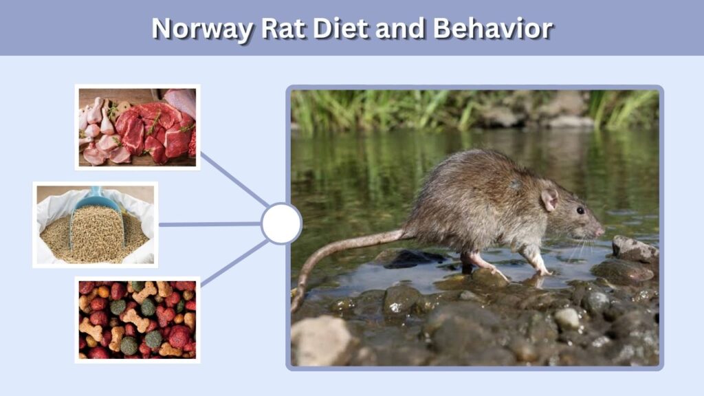 Norway Rat Diet and Behavior