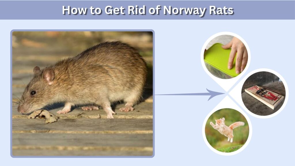 How to Get Rid of Norway Rats