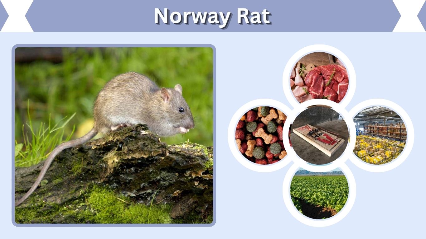Norway Rat: Size, Droppings, Habitat, Burrows & Control