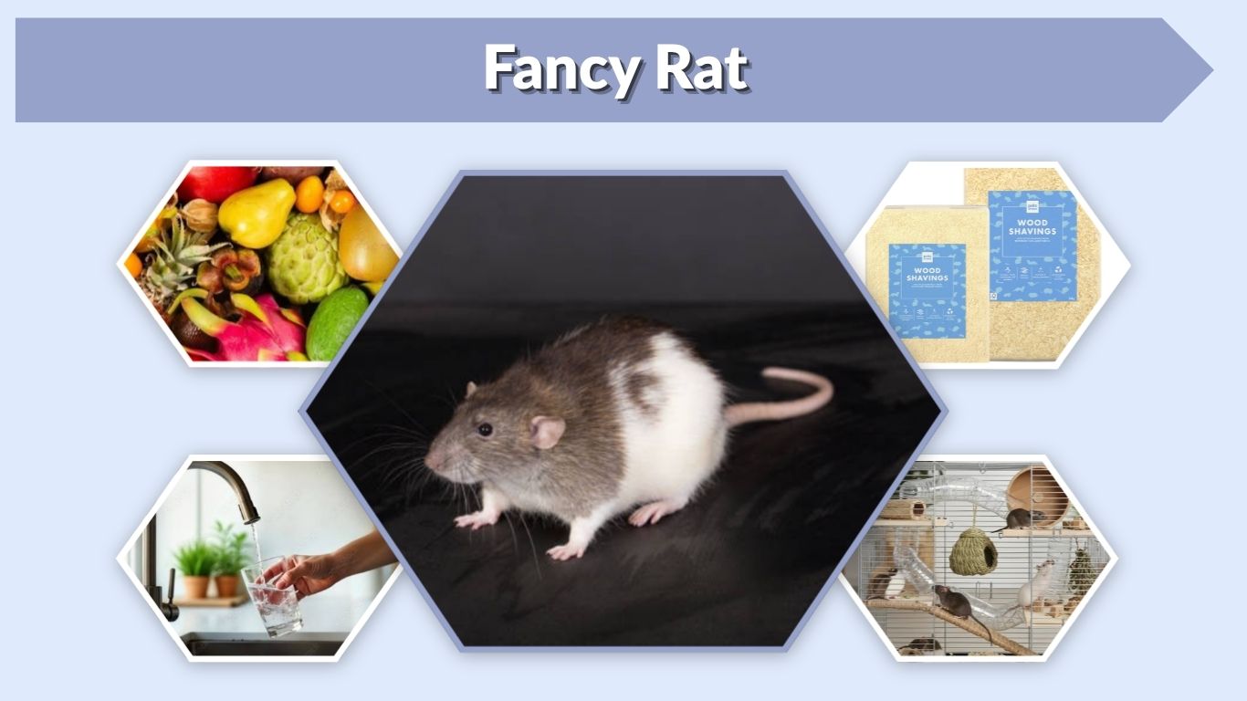 Fancy Rat: Care, Lifespan, Size, Colors and Pet Guide