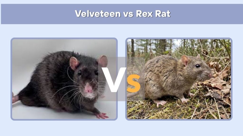 Velveteen vs Rex Rat