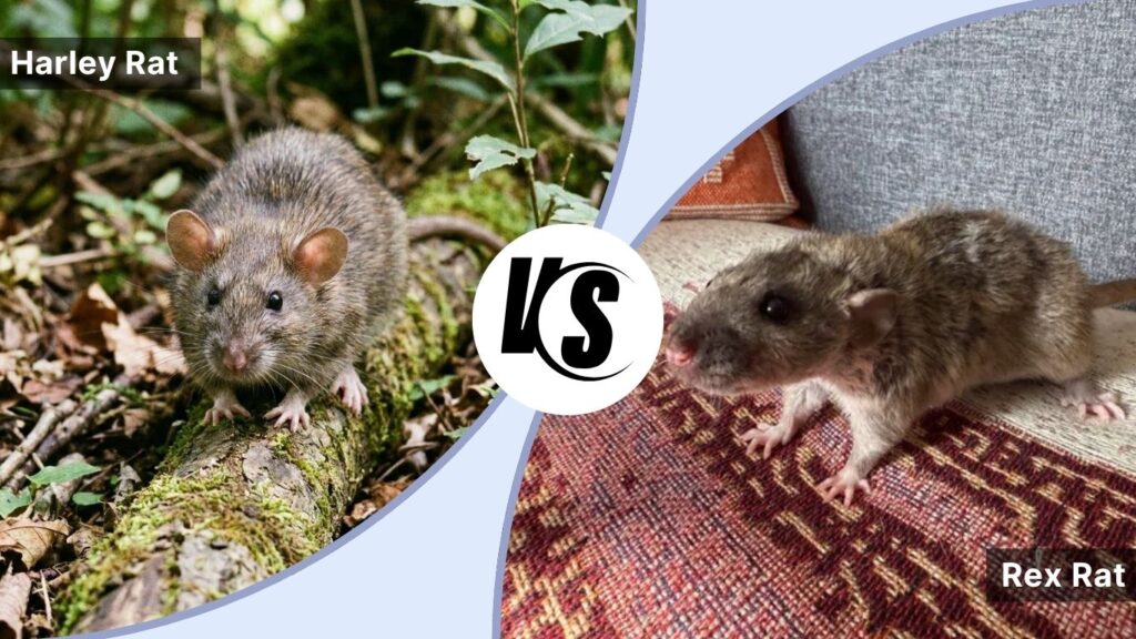 Harley Rat vs Rex Rat