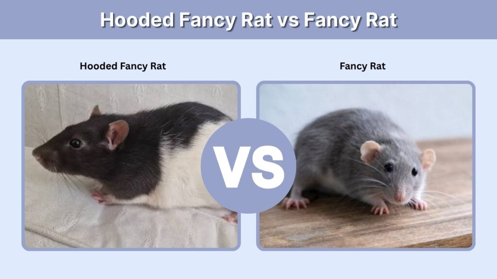 Hooded Fancy Rat vs Fancy Rat