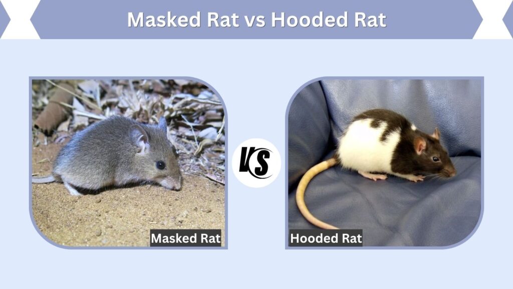 Masked Rat vs Hooded Rat
