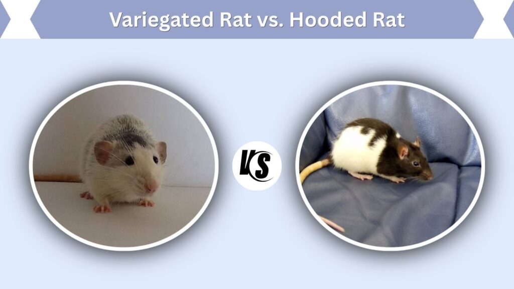 Variegated Rat vs. Hooded Rat