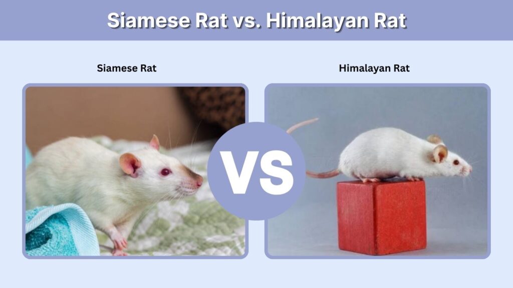 Siamese Rat