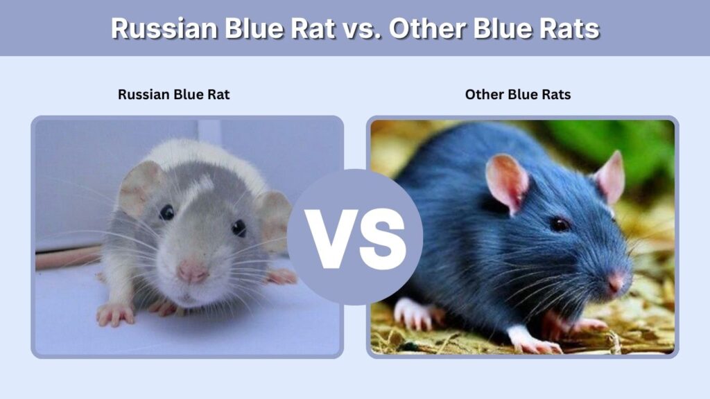 Other Blue Rats