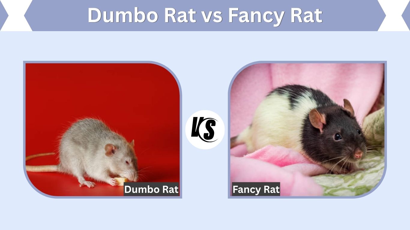 Dumbo Rat vs Fancy Rat: Differences, Size, Ears & Care