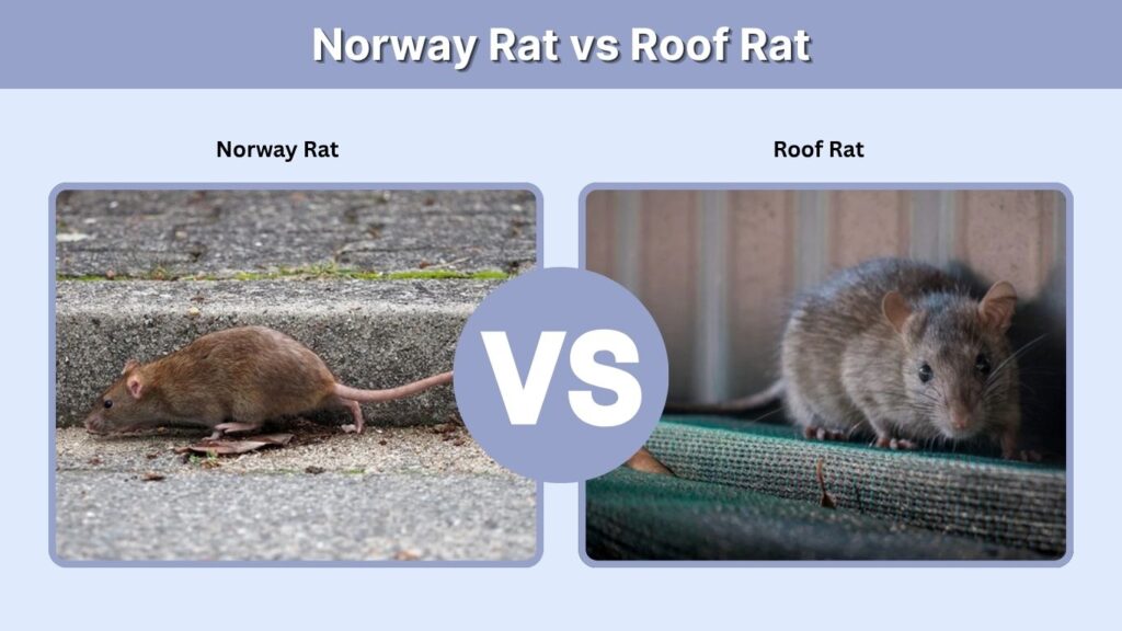 Norway Rat vs Roof Rat